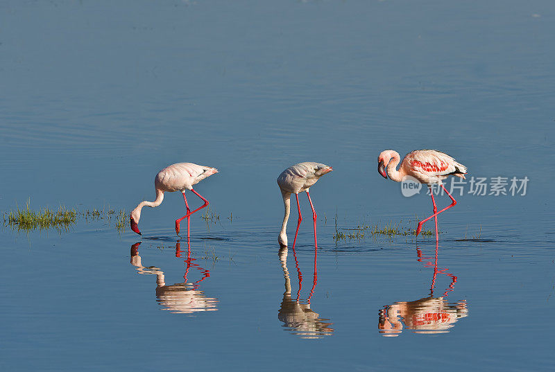 小火烈鸟(Phoenicopterus minor)是一种发生在撒哈拉以南非洲的火烈鸟。纳库鲁湖国家公园，肯尼亚。喂食。